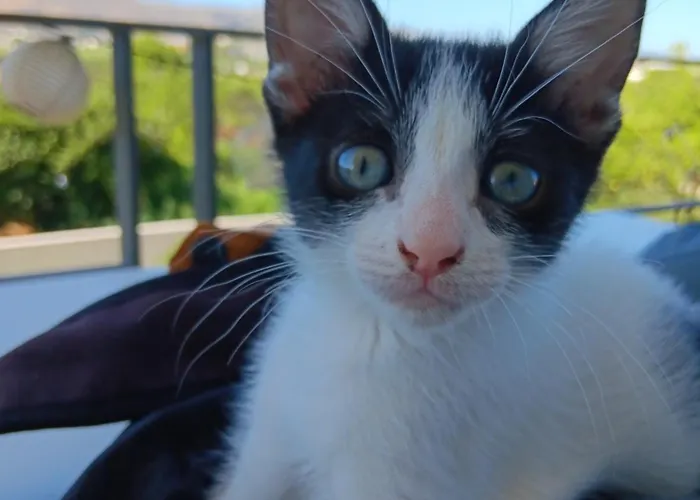 Eos Apartment Chania (Crete)