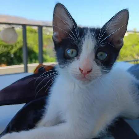 Eos Apartament Chania (Crete)